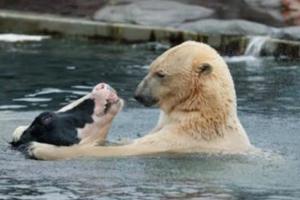 你以為看到的是北極熊與母牛共浴還給牠愛的親親？真相浮出水面那一刻網友的臉都嚇歪了！