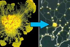 這種「單細胞生物」只花幾小時就超越「東京地鐵」數十年努力！實驗結果「沒腦」是比人聰明關鍵