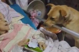 【視頻】 這個七旬老阿嬤讓大家都覺得「養小孩不如養狗」，她住院後就只有一隻土狗陪伴在身邊…