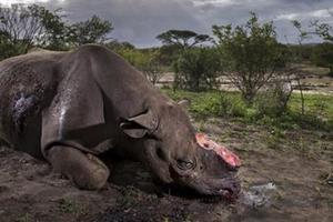 「黑犀牛被砍殺」照片獲得野生動物攝影獎冠軍，攝影師的一句話讓全世界的人都悲傷哽咽…