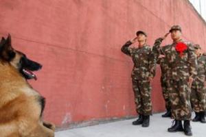 一輩子的兄弟！軍犬巡邏碰上老兵「退伍告別儀式」不願分別，「10秒豎前腿敬禮」送最後一程暖哭所有人