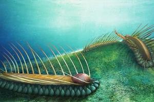 中國古生物學家找到5.3億年前的「毛毛蟲」，神秘的模樣看起來就像是一隻神獸  