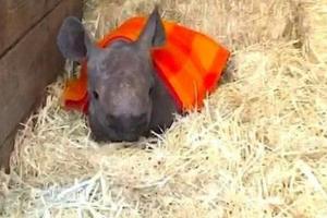 【影片】犀牛寶寶只要有人幫牠蓋上毛毯就不願意再動，除了要喝ㄋㄟㄋㄟ的時候才會動起來