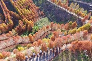 秋冬限定美景！空拍台中神秘莊園「落羽松秘境」爆紅　整片山頭都染紅…民眾驚嘆：想朝聖