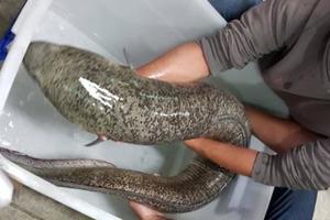 捕獲155公分大尾鱸鰻「大家都害怕牠被吃掉」　餐廳老闆一看有靈性馬上花6萬買下