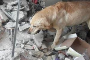 不該被遺忘的英雄！　搜救犬在地震災區「拼全力救出7條命」　結束後卻從此閉上了眼睛