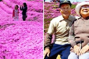 為了讓失明妻子露出笑容…　日本老爺爺用30年種出花海　她也終於幸福地笑了