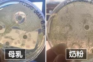 母乳有多神？　生物系媽媽把細菌放進去「1天少一半」　大讚：我們的胸部好神奇  