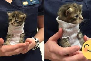 志工替從颶風中救出來的小貓咪穿上「襪子毛衣」，結果沒多久就有人立馬把牠帶回家了！